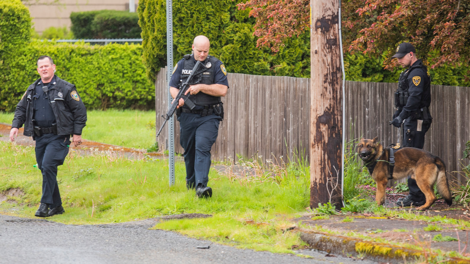 K-9 units and officers search for a suspect outside of Chase Bank in Chehalis Friday afternoon.